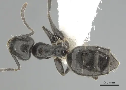 Technomyrmex jocosus specimen CASENT0249788 image casent0249788_1