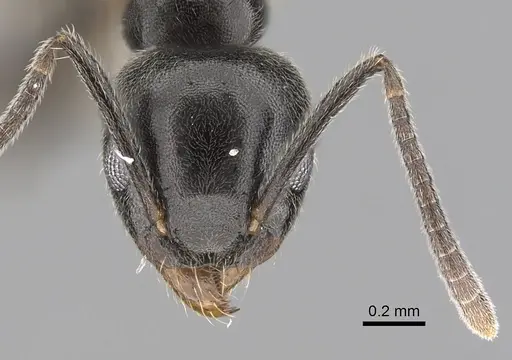 Technomyrmex jocosus specimen CASENT0249788 image casent0249788_2