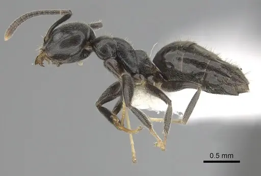 Technomyrmex jocosus specimen CASENT0249788 image casent0249788_3