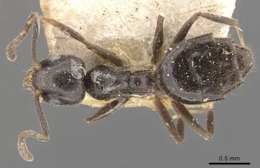 Technomyrmex jocosus specimen CASENT0909800 image casent0909800_1