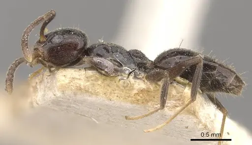 Technomyrmex jocosus specimen CASENT0909800 image casent0909800_3