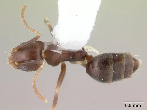 Technomyrmex kraepelini specimen CASENT0178418 image casent0178418_1