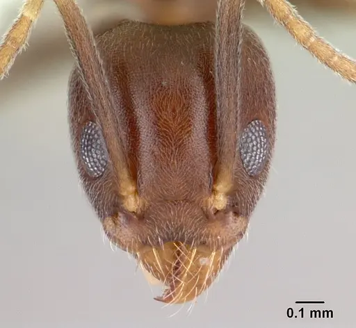 Technomyrmex kraepelini specimen CASENT0178418 image casent0178418_2