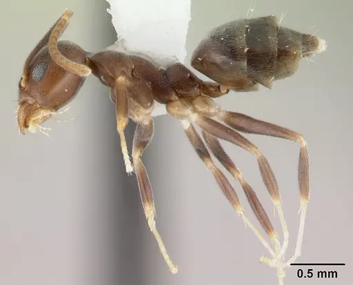 Technomyrmex kraepelini specimen CASENT0178418 image casent0178418_3