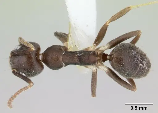 Technomyrmex kraepelini specimen CASENT0178471 image casent0178471_1