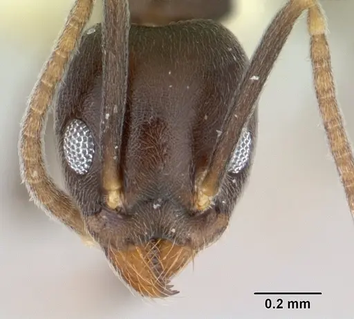 Technomyrmex kraepelini specimen CASENT0178471 image casent0178471_2