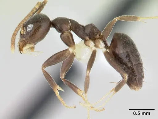 Technomyrmex kraepelini specimen CASENT0178471 image casent0178471_3