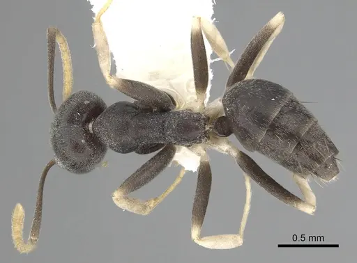 Technomyrmex kraepelini specimen CASENT0249789 image casent0249789_1