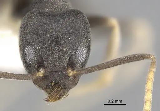 Technomyrmex kraepelini specimen CASENT0249789 image casent0249789_2