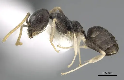 Technomyrmex kraepelini specimen CASENT0249789 image casent0249789_3