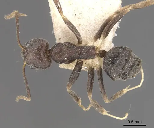 Technomyrmex kraepelini specimen CASENT0909801 image casent0909801_1