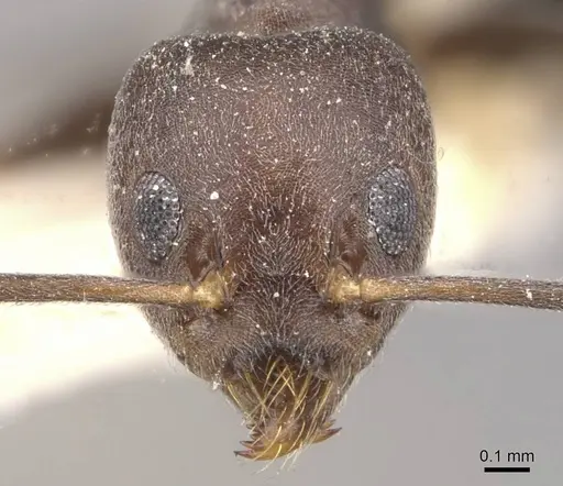 Technomyrmex kraepelini specimen CASENT0909801 image casent0909801_2