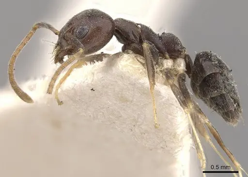 Technomyrmex kraepelini specimen CASENT0909801 image casent0909801_3