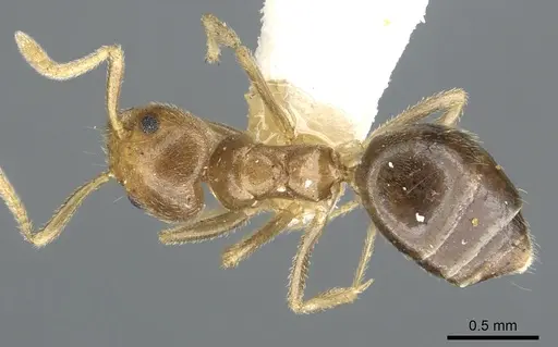 Technomyrmex lasiops specimen CASENT0903055 image casent0903055_1