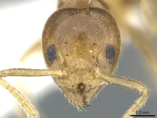 Technomyrmex lasiops specimen CASENT0903055 image casent0903055_2
