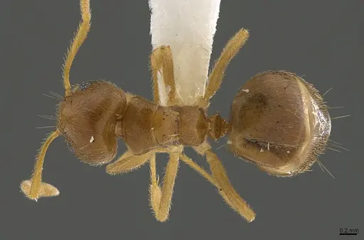 Technomyrmex lasiops specimen CASENT0923567 image casent0923567_1