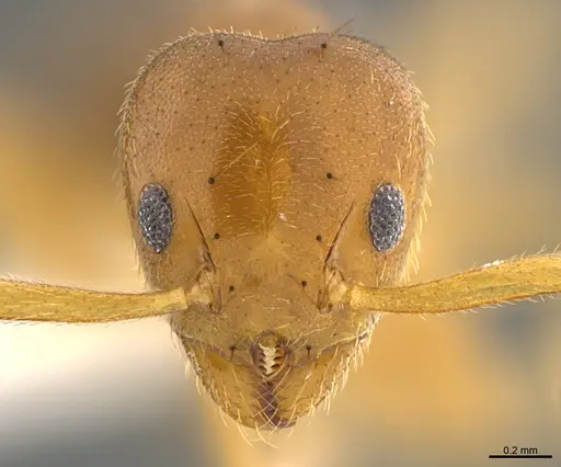 Technomyrmex lasiops specimen CASENT0923567 image casent0923567_2