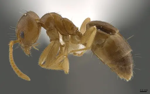 Technomyrmex lasiops specimen CASENT0923567 image casent0923567_3