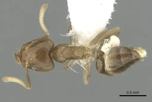 Technomyrmex laurenti specimen CASENT0249790 image casent0249790_1