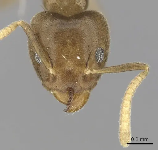 Technomyrmex laurenti specimen CASENT0249790 image casent0249790_2