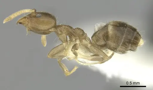 Technomyrmex laurenti specimen CASENT0249790 image casent0249790_3