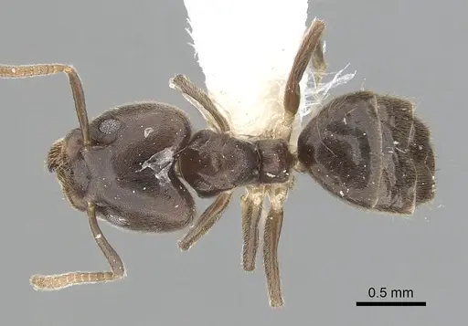 Technomyrmex laurenti specimen CASENT0249791 image casent0249791_1