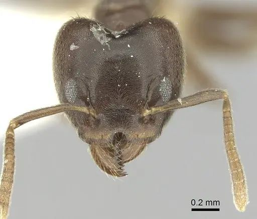 Technomyrmex laurenti specimen CASENT0249791 image casent0249791_2