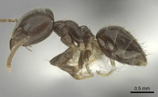 Technomyrmex laurenti specimen CASENT0249791 image casent0249791_3