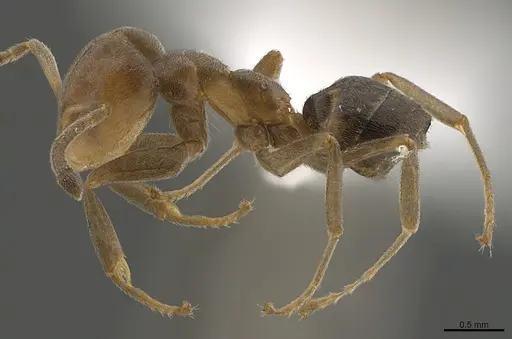 Technomyrmex laurenti specimen CASENT0417902 image casent0417902_1