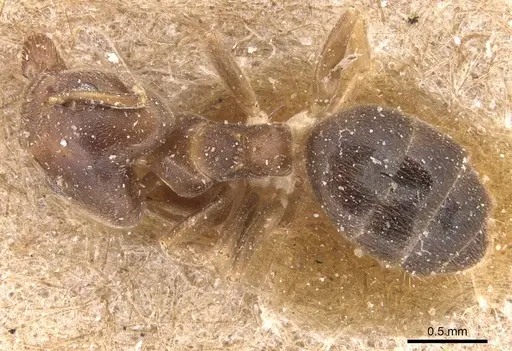Technomyrmex laurenti specimen CASENT0905123 image casent0905123_1
