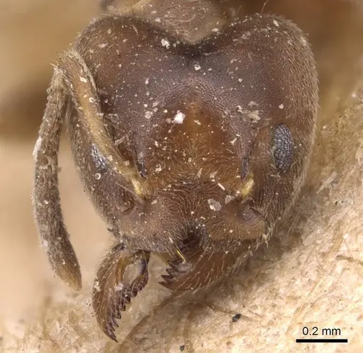 Technomyrmex laurenti specimen CASENT0905123 image casent0905123_2