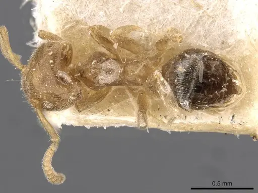 Technomyrmex laurenti specimen CASENT0909754 image casent0909754_1