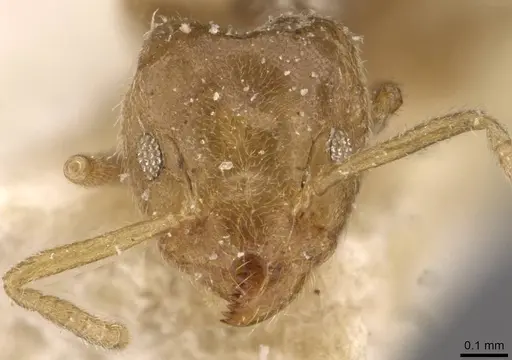Technomyrmex laurenti specimen CASENT0909754 image casent0909754_2