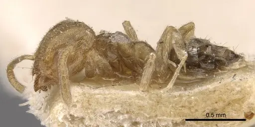 Technomyrmex laurenti specimen CASENT0909754 image casent0909754_3