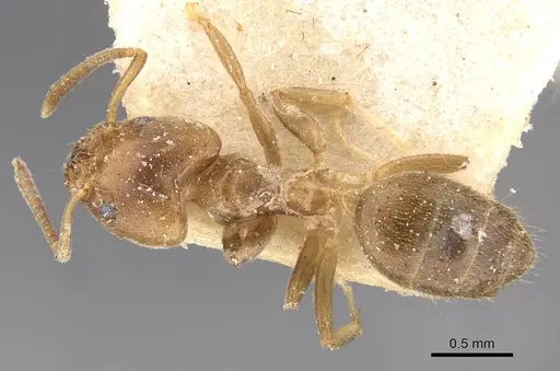 Technomyrmex laurenti specimen CASENT0909755 image casent0909755_1