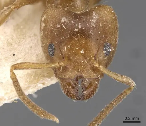 Technomyrmex laurenti specimen CASENT0909755 image casent0909755_2