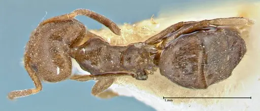 Technomyrmex laurenti specimen FOCOL2849 image focol2849_1