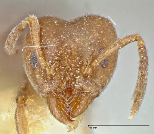 Technomyrmex laurenti specimen FOCOL2849 image focol2849_2