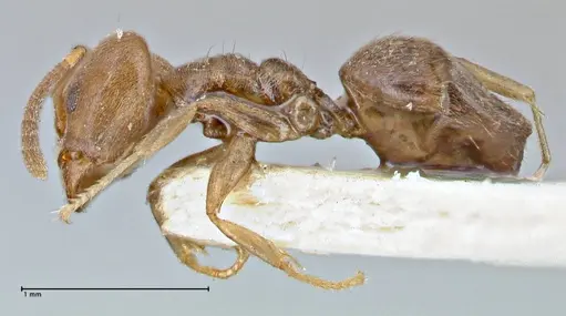 Technomyrmex laurenti specimen FOCOL2849 image focol2849_3