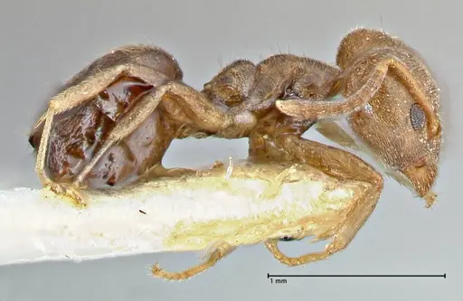 Technomyrmex laurenti specimen FOCOL2849 image focol2849_4