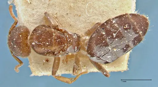 Technomyrmex laurenti specimen FOCOL2855 image focol2855_1