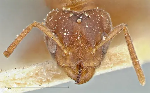 Technomyrmex laurenti specimen FOCOL2855 image focol2855_2