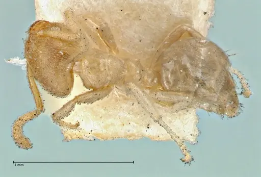 Technomyrmex laurenti specimen FOCOL2856 image focol2856_1