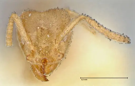 Technomyrmex laurenti specimen FOCOL2856 image focol2856_2