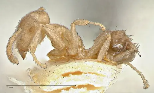 Technomyrmex laurenti specimen FOCOL2856 image focol2856_3