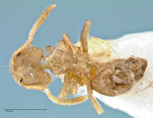 Technomyrmex laurenti specimen FOCOL2857 image focol2857_1