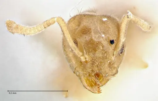 Technomyrmex laurenti specimen FOCOL2857 image focol2857_2