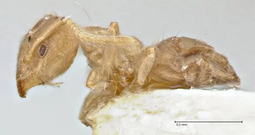 Technomyrmex laurenti specimen FOCOL2857 image focol2857_3