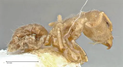 Technomyrmex laurenti specimen FOCOL2857 image focol2857_4