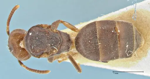 Technomyrmex laurenti specimen FOCOL2858 image focol2858_1